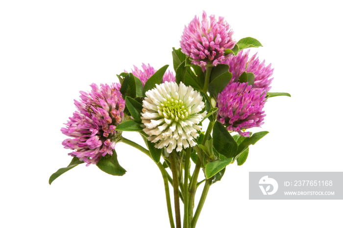 clover flower isolated