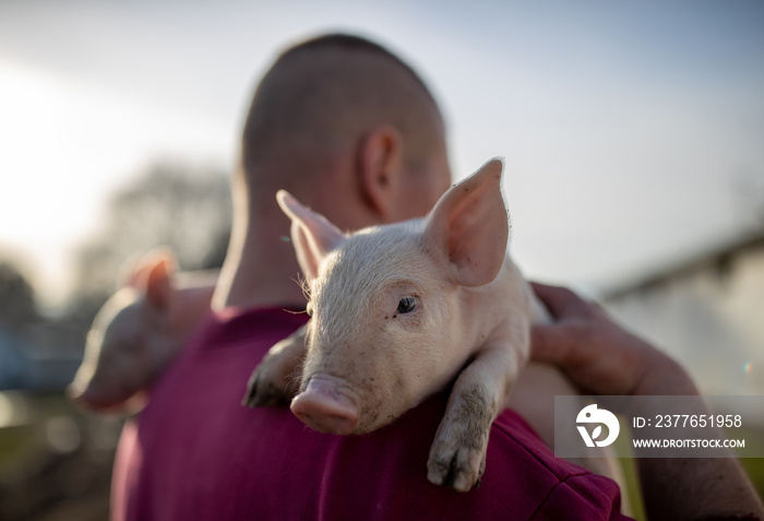 Farmer carrying piglets on shoulders