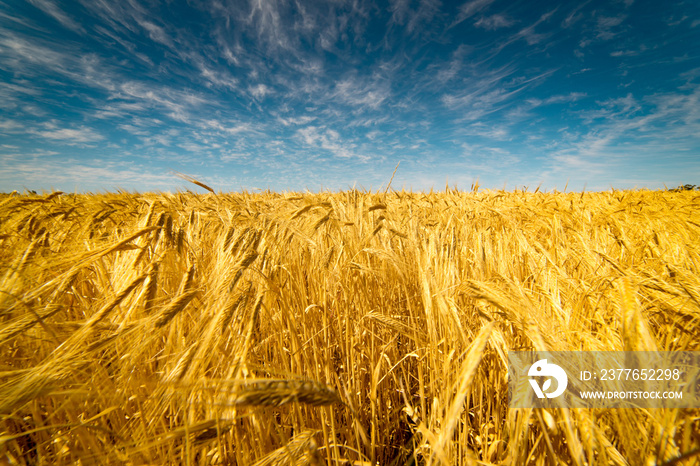 Field of Golden wheat under the blue sky and clouds