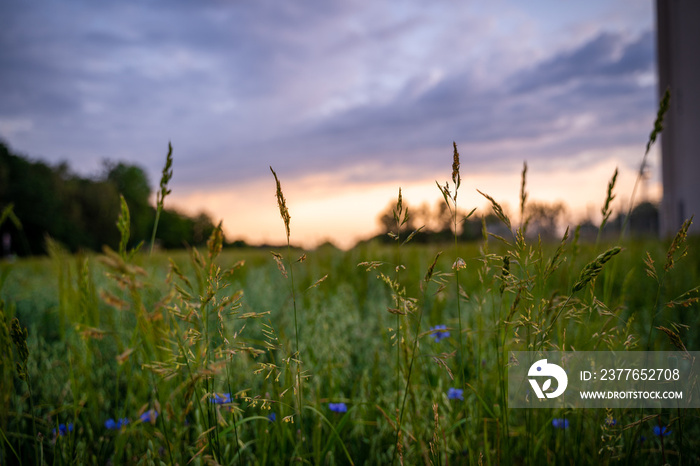 Sunset behind the grainfield in the countryside