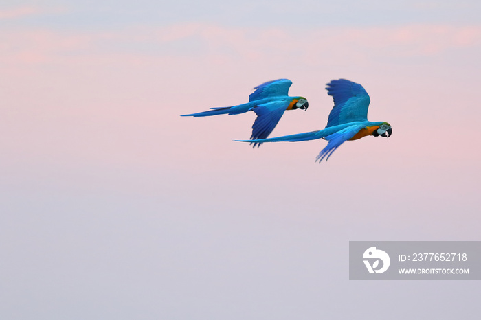 Colorful parrots flying in the sky. Freedom concept