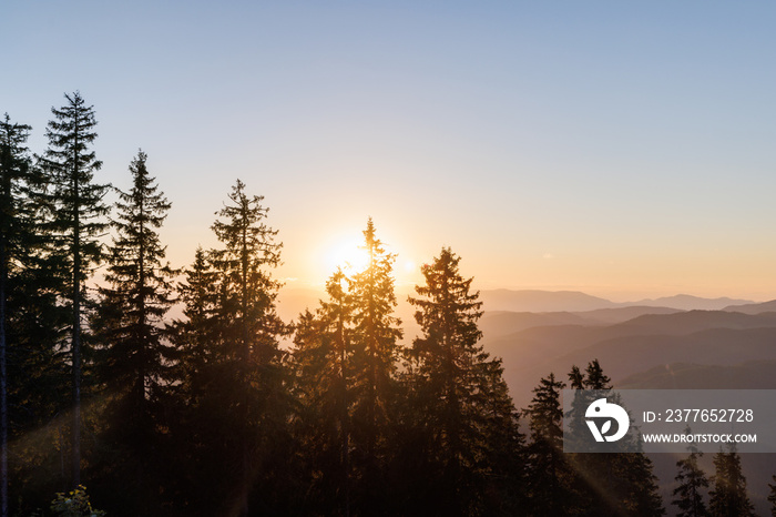 Silhouettes of fir trees in the mountainous valley of the Rhodope Mountains against the background of a sunset sky