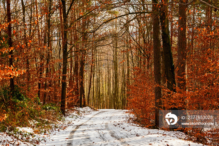 Red-orange color leaf on beech tree in forest in sunny winter day.