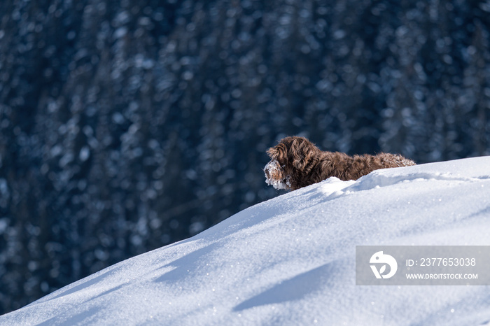 snow walking with the dog, a pudelpointer a hunting dog, on the mountains at a sunny winter day