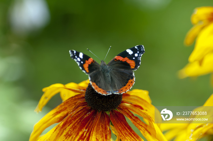 Butterfly Vanessa atalanta, sitting on rudbeckia