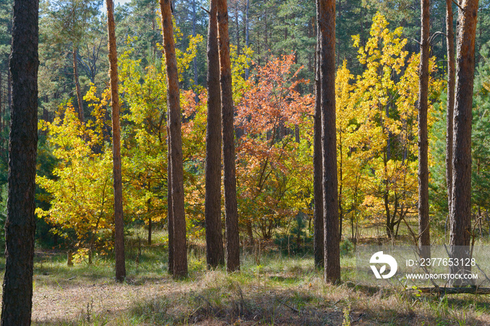 Autumn mixed forest at Tsarychanka forestry, Dnepropetrovsk Area, Ukraine.