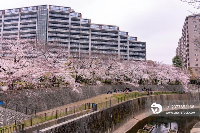 石神井川の桜