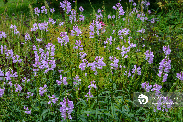 The summer blooming Physostegia virginiana .