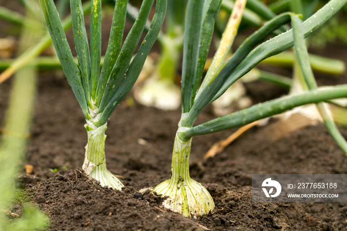 Onion in the ground in the garden.