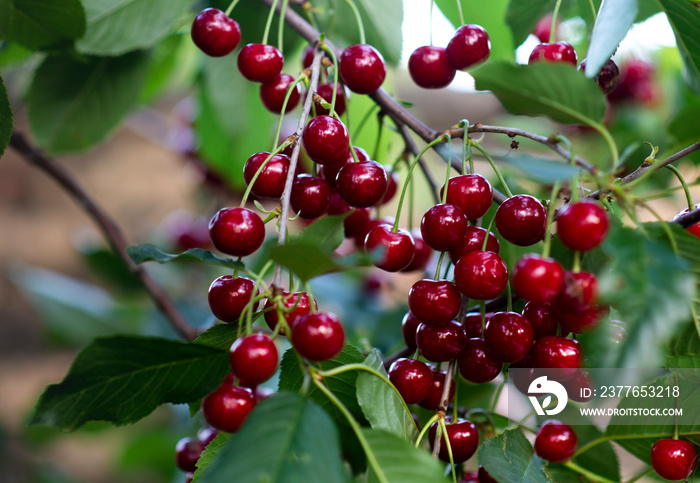 Sour cherries on orchard tree