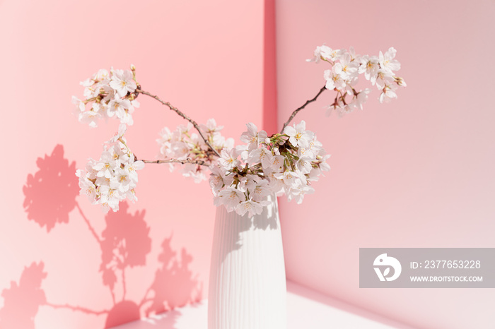 Cherry blossoms in a white vase in front of a pink background.