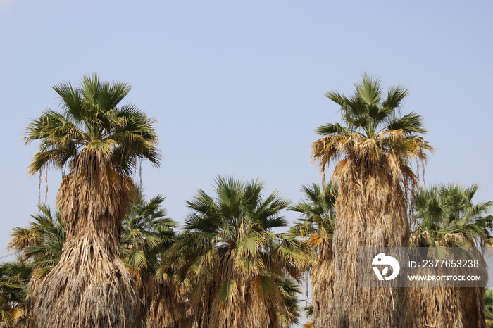 palm and date palm trees at sunset. jeddah saudi arabia
