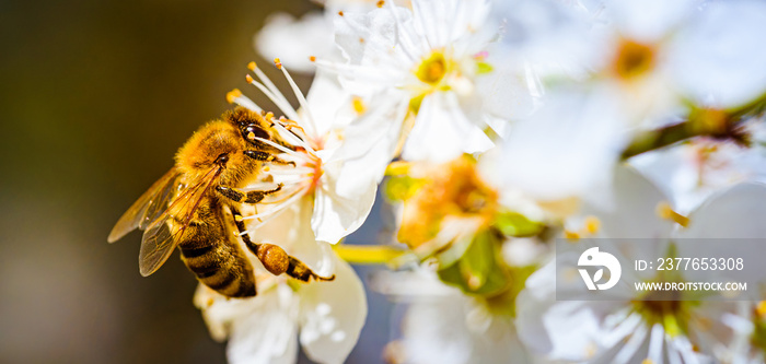 Close-up photo of a Honey Bee gathering nectar and spreading pollen on white flowers of white cherry tree.