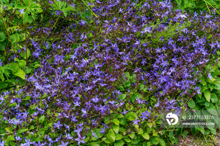 Campanula poscharskyana ’Stella’ a summer flowering plant with a purple blue summertime ground covering flower commonly known as trailing bellflower, stock photo image