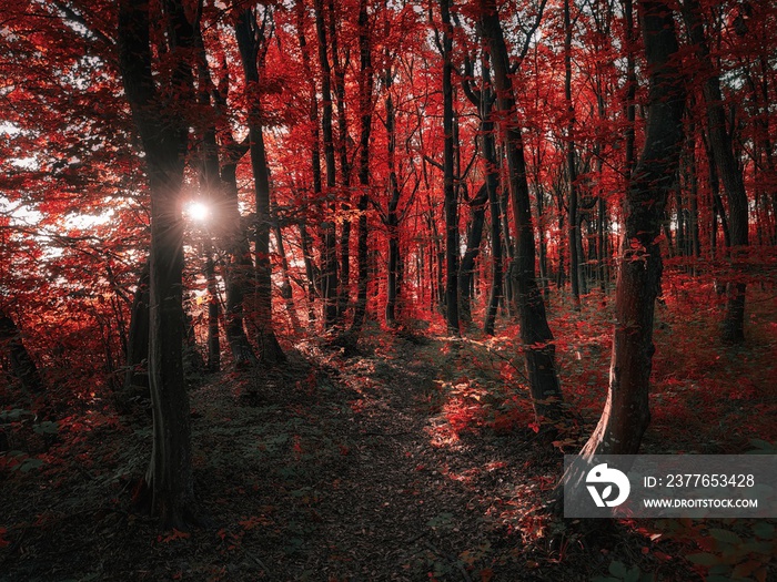 Fairy autumn forest in red tones. Colorful leaves on the trees. Magical place. Nature for background, fall colors.