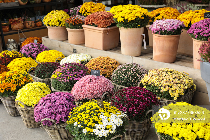 Variety of potted chrysanthemum plant in the flowers bar.