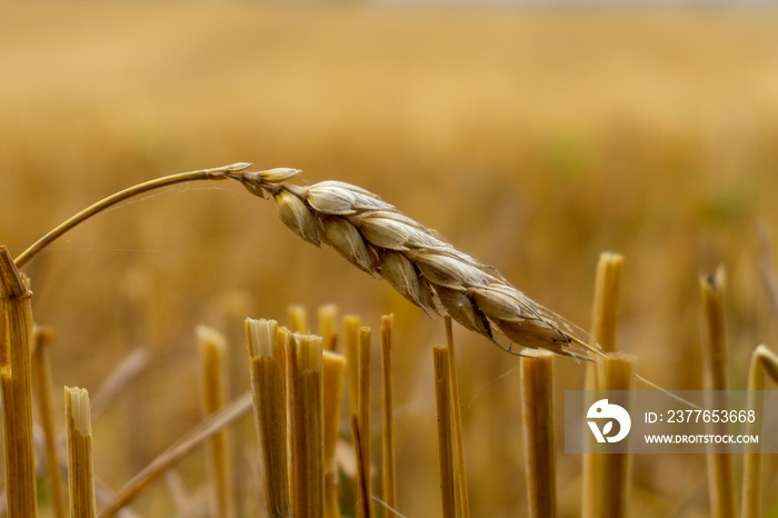 Single ear of golden wheat in a harvested field