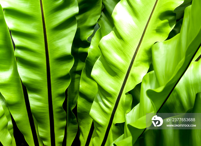 Freshness and big leaves of Bird’s nest fern