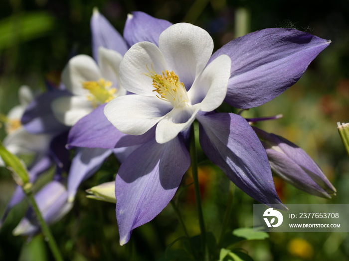 Close-up of a Rocky Mountain Columbine with seeds standing