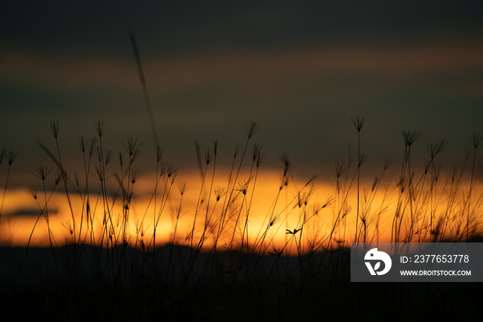 Silhouette grass flower in the orange sunset sky at the evening time for warm background.