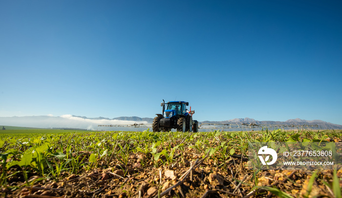 Wide angle image of a crop spray machine spraying chemicals on wheat crop on a farm in south africa