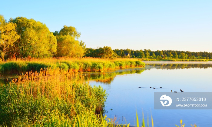 A distant flock of ducks on a calm lake with canes and forest on the shore on a clear sunny day