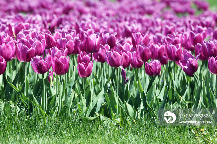 large field of blooming purple tulips. flowers and botany