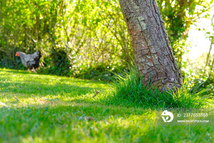 Shallow focus of an pear tree trunk seen in a garden orchard. Seen up a slight hill, a distant free range hen can be seen.