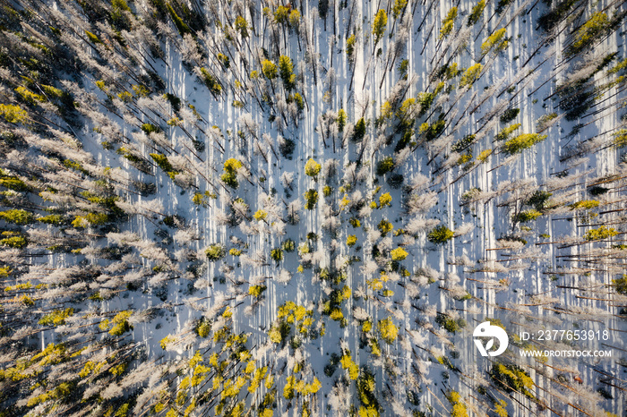 Colorado Trees Aerial View