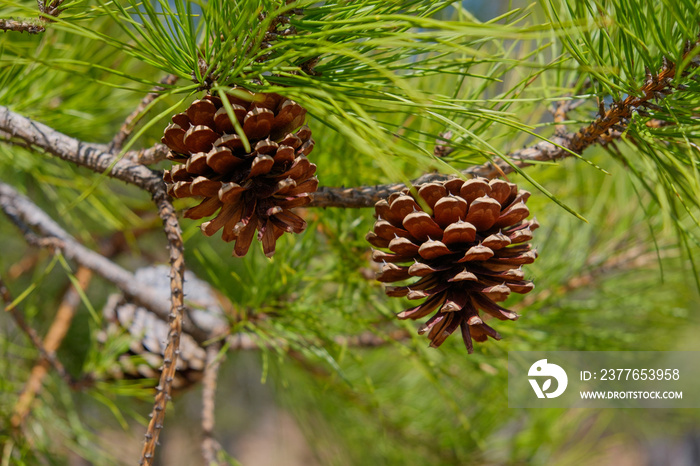 Pitch Pine trees with fresh brown pine cones and green pine needles
