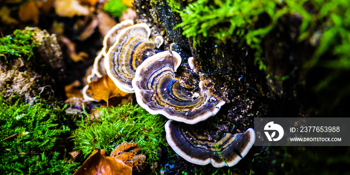 Turkey Tail mushrooms on a tree in a forest, surrounded by bright green moss. Taken in Autumn in Bavaria, Germany