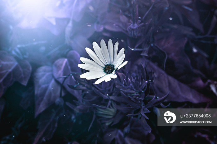 A white daisy in a vivid indigo purple mystical background.