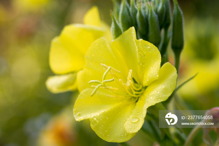 Oenothera biennis, common evening primrose yellow flowers macro selective focus