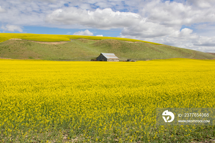 Canola fields in Palouse, Washington.