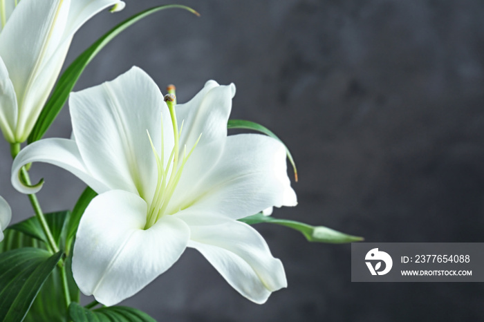 Beautiful white lilies on dark background