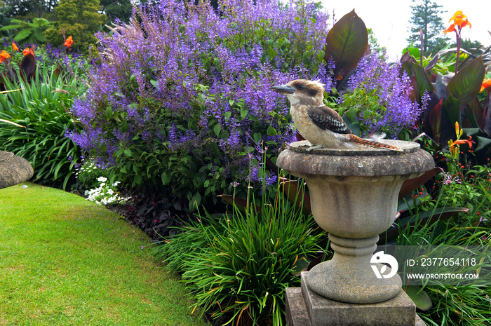 Laughing kookaburra, scientific name Dacelo novaeguineae, sitting like a statue in a flower garden