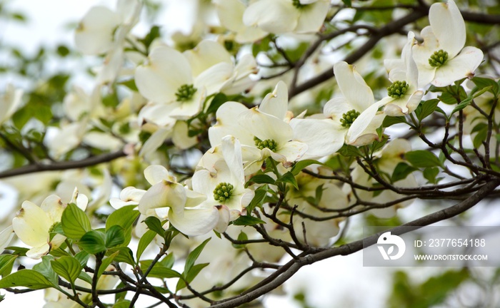 Flowering dogwood blossoms in japanese spring