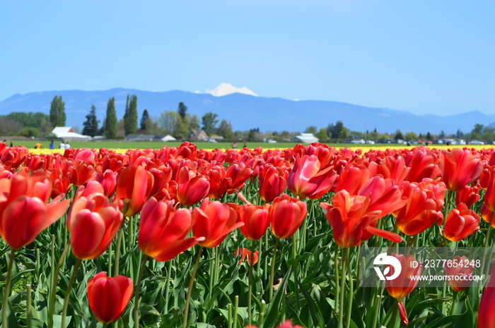 Tulip festival in the Skagit Valley