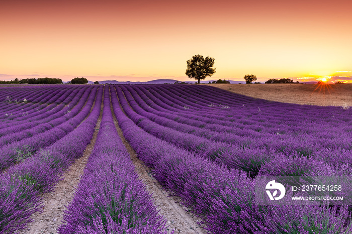 Provence, France. Lavender fields on the Plateau of Valensole.