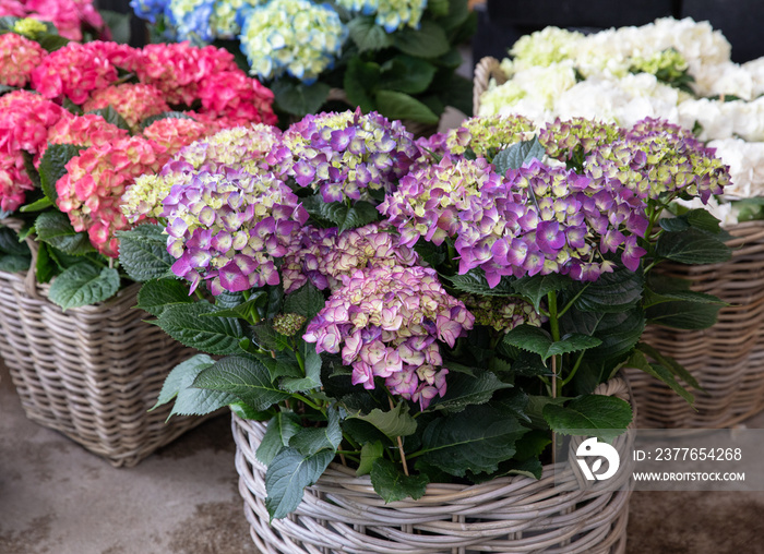 Variety of hydrangea macrophylla flowers in violet, pink, white colors in the garden shop.