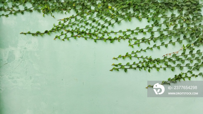 Climbing fig, Creeping fig, Creeping rubber plant on wall