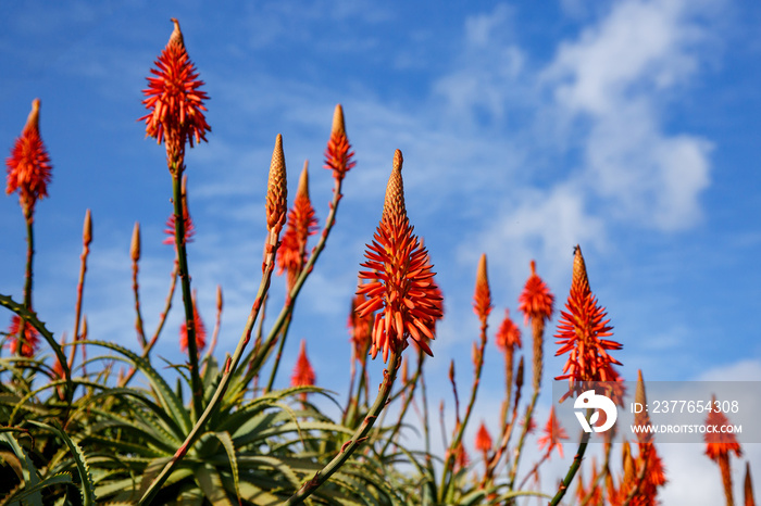 Blooming aloe flowers with blue sky background.