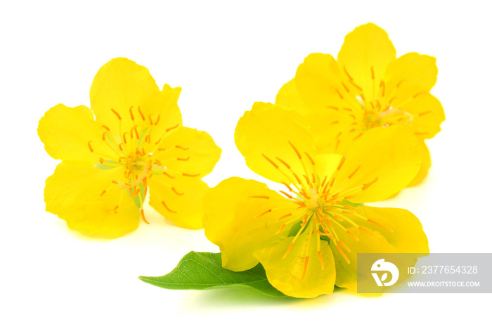 Yellow Apricot blossom closeup ( Hoa mai