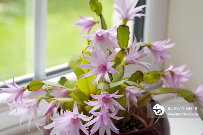 Easter Cactus growing in a plant pot  by a window  Easter Cactus growing in a plant pot  by a window  Easter Cactus growing in a plant pot  by a window