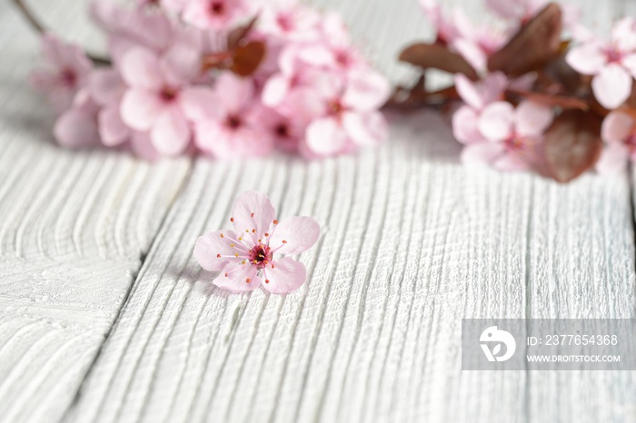 Sakura branches with flowers on white wooden background