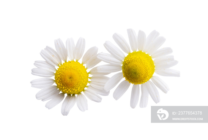 chamomile flower isolated