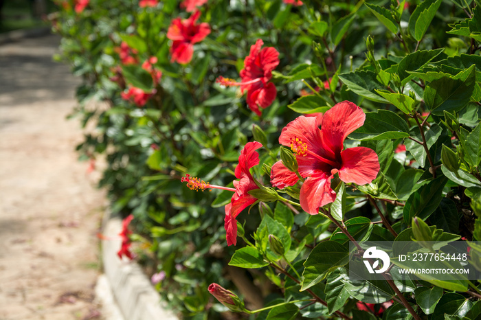 Red hibiscus flower on a green blurred background