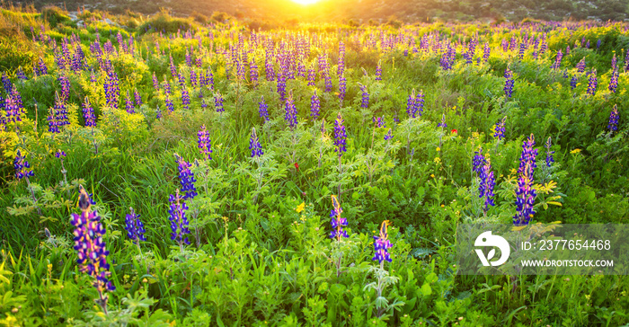 Blue lupine flowers at sunset