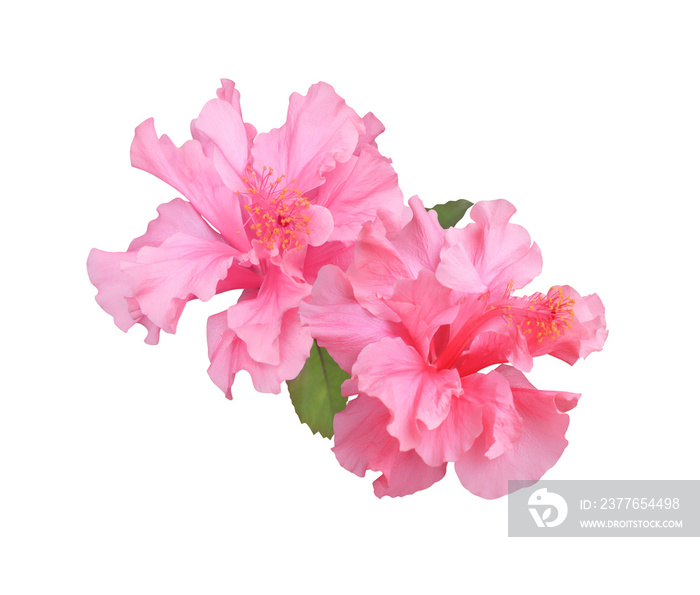 Shoe Flower or Hibiscus or Chinese rose flower. Close up of pink hubiscus flower bouquet isolated on transparent background.