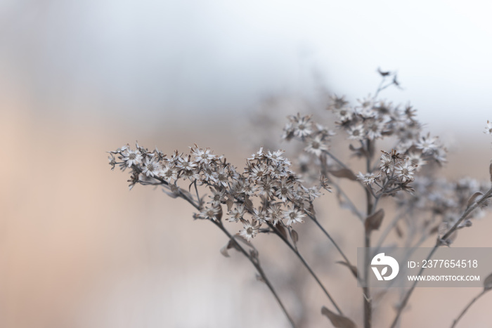 Dry winter flower in a botanic garden